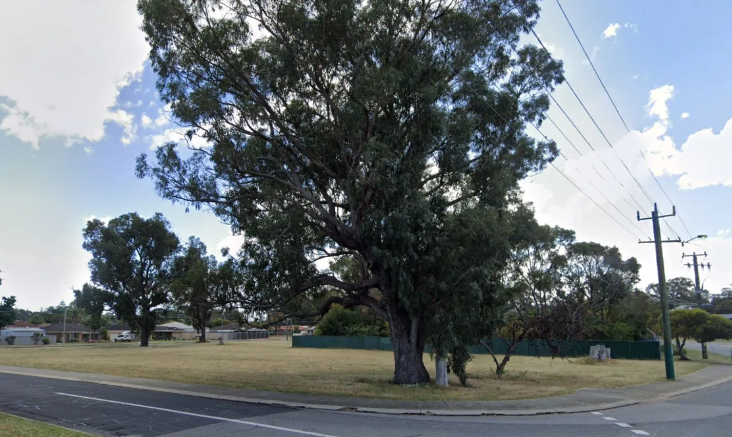 Open grassed area with large tree in foreground
